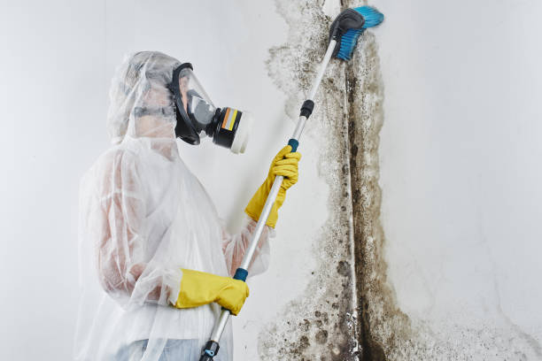 Best Environmental Consulting for Mold Prevention  in Martinez, CA